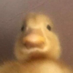 Meet your Posher, Natalie